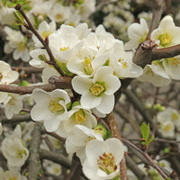 Non-GMO Chaenomeles seeds for garden landscaping