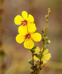 Non GMO Common Mullein herb seeds