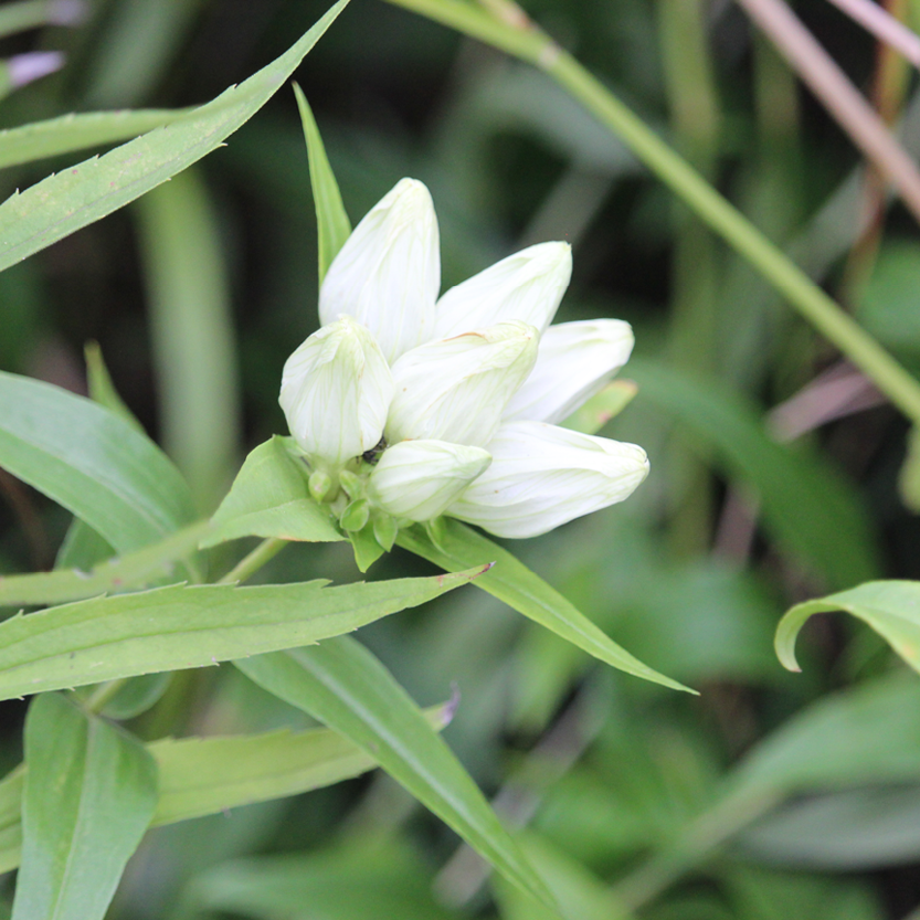 Non Gmo Cream Gentiana Seeds