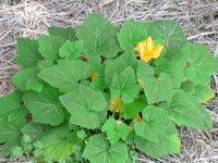 Non-GMO Summer Crookneck Yellow Squash seeds