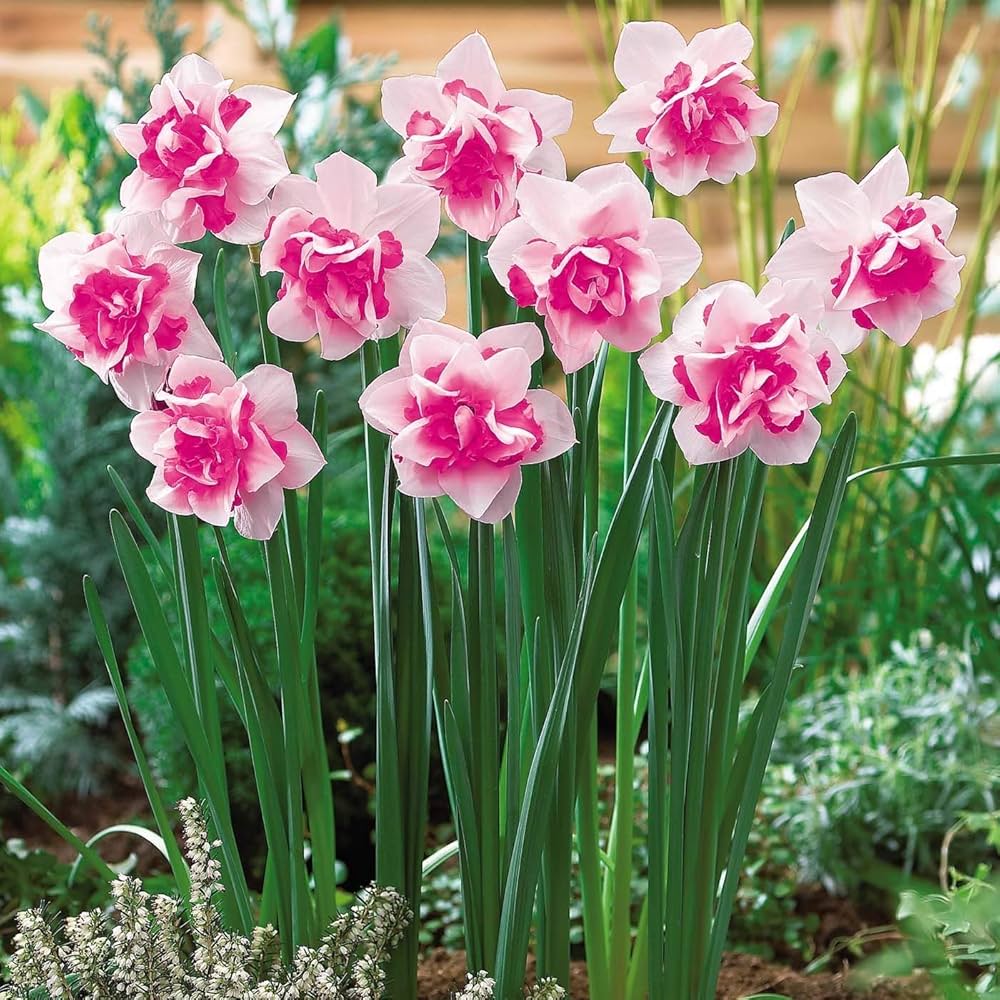 Non-GMO Peach Daffodil Seeds for Gardening