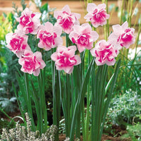 Non-GMO Peach Daffodil Seeds for Gardening