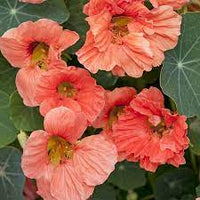 Non-GMO Dark Pink Nasturtium Seeds