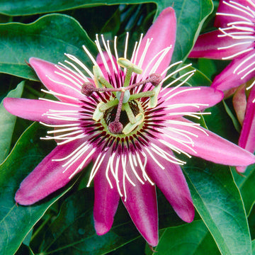 Non-GMO Dark Pink Passion Flower Seeds for Home Gardening