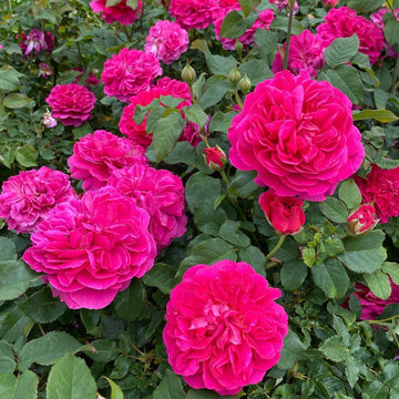 Non-GMO Dark Pink Rose Seeds for home gardening