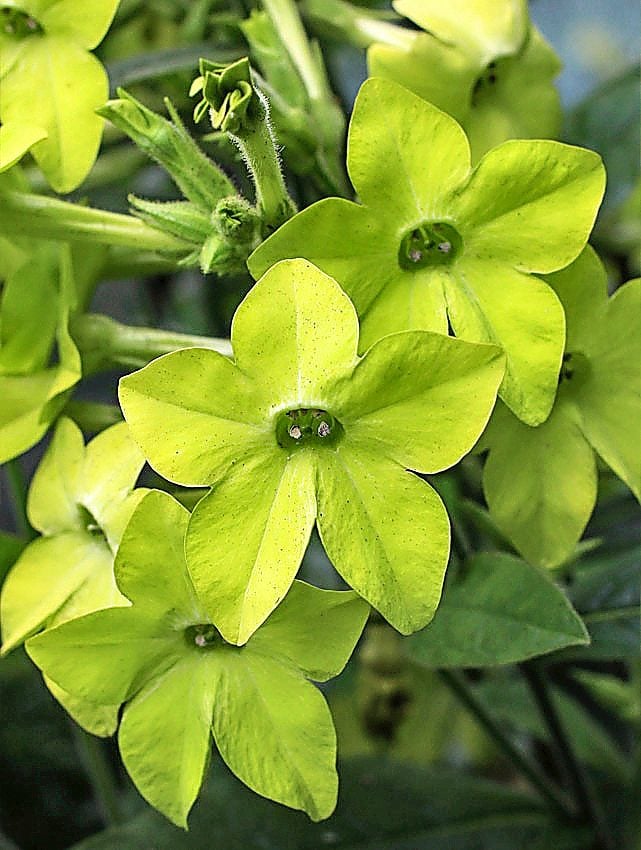 Non-GMO Evening-Scented Seeds for Garden Planting