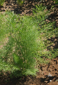 Non-GMO Fennel seeds for wildlife and pollinator gardens