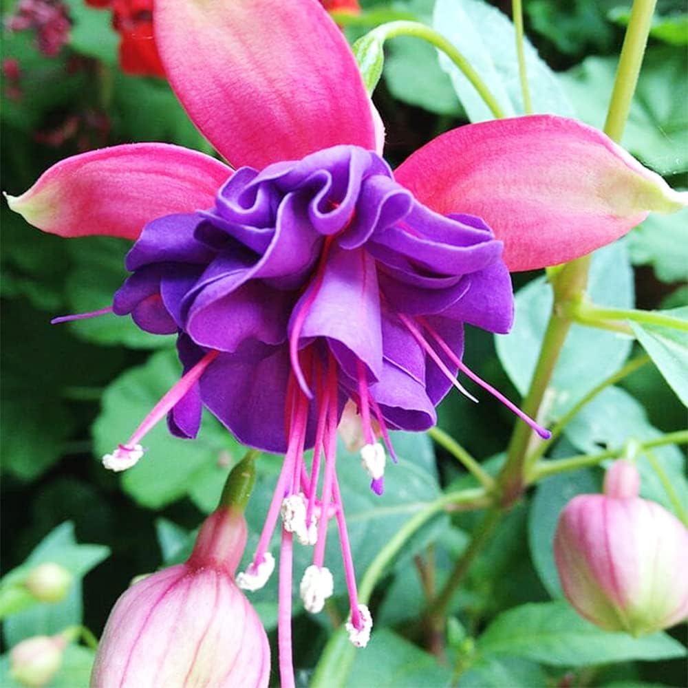 Premium Quality Non-GMO Fuchsia Seeds