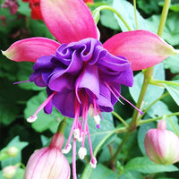 Premium Quality Non-GMO Fuchsia Seeds