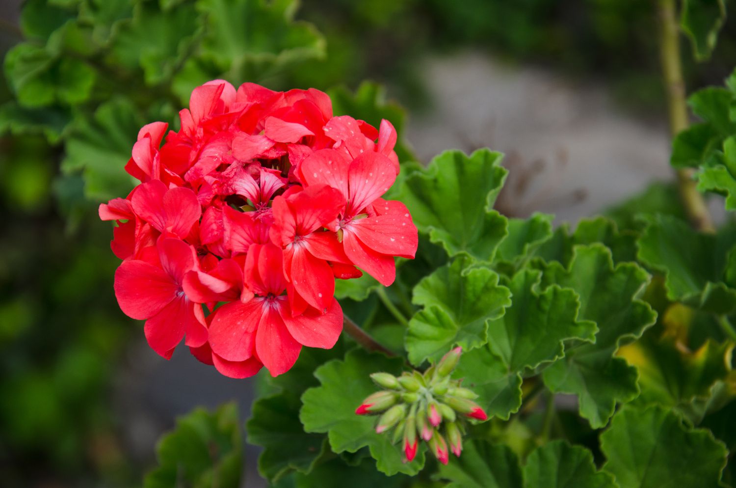 Non-GMO Geranium Flower Seeds