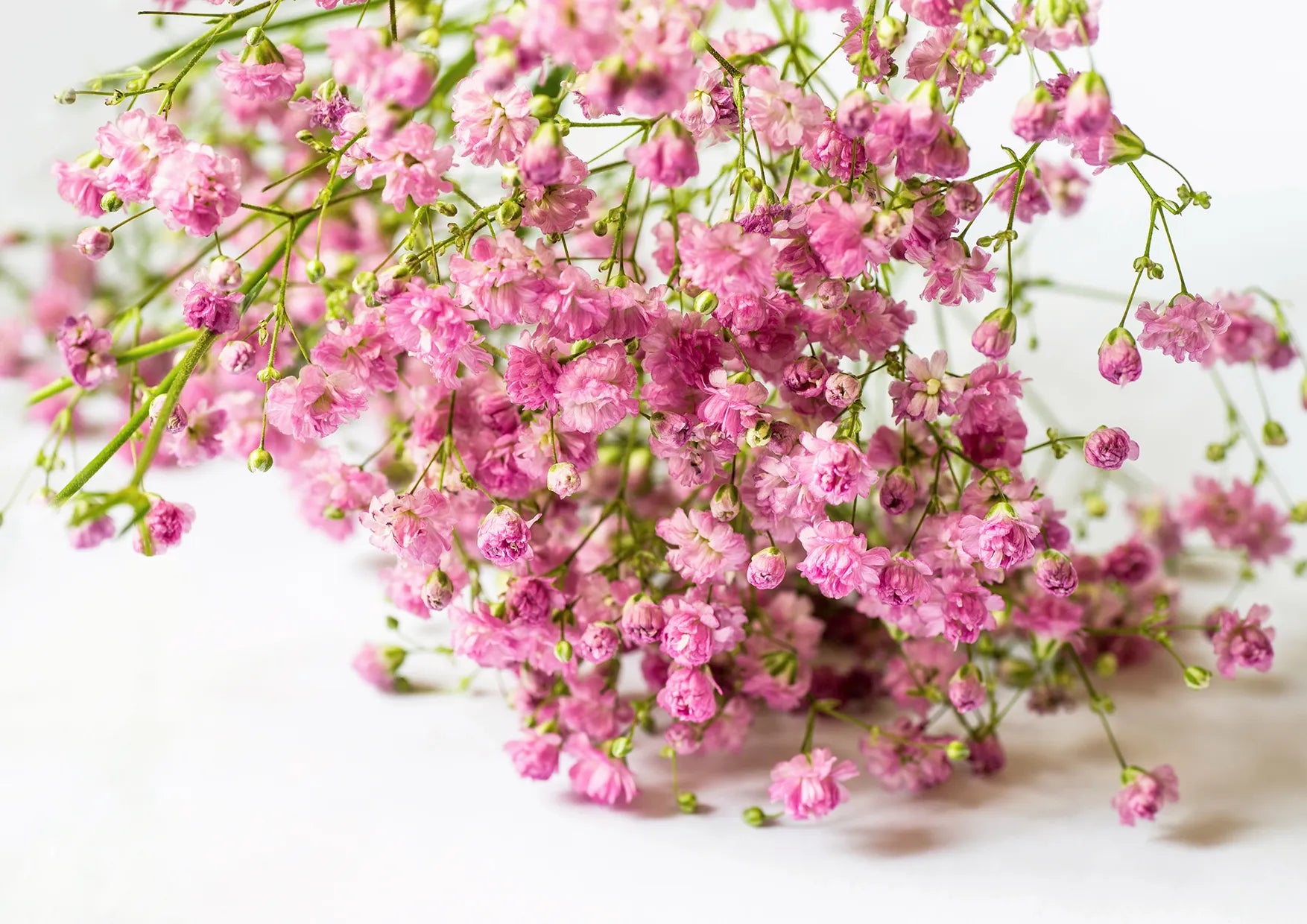 Premium Non-GMO Gypsophila Paniculata Seeds