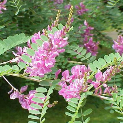 Non-GMO Indigo seeds for ornamental gardening