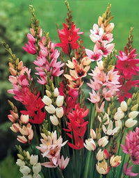 Non Gmo Ixia Flower Seeds