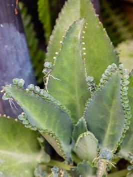 Non-GMO Kalanchoe Seeds