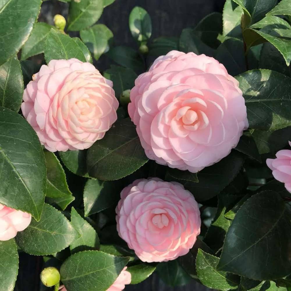 Non-GMO Lady Favorite Rose Seeds