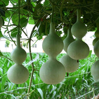Non-GMO Lagenaria Pumpkin seeds for home garden