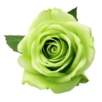 Non-GMO Unique Light Green Rose Seeds for Home Gardening