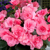 Non-GMO Light Pink Begonia Flower Seeds