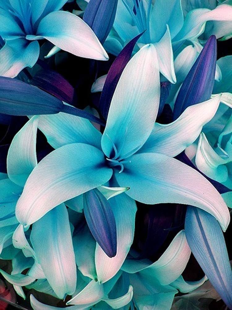Non Gmo Lilium Flower Seeds