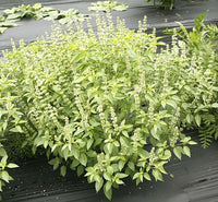 Non-GMO Lime Basil herb seeds for decorative gardens