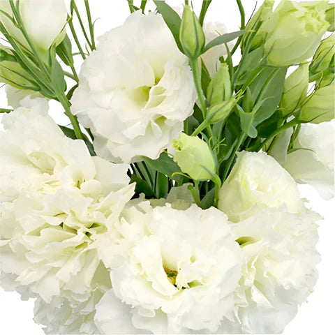 Non-GMO Lisianthus Seeds for Home and Outdoor Gardens
