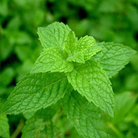 Non-GMO Mint herb seeds for ornamental gardens