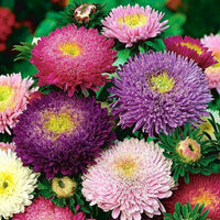 Non-GMO Mixed Aster Seeds for Gardening