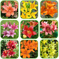 Non-GMO Mixed Colors Daylily Seeds