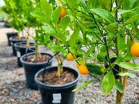 Non-GMO mixed orange seeds for growing delicious oranges