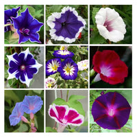 Non-GMO Morning Glory Flower Seeds