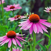 Non-GMO Narrow Leaf Echinacea seeds for wildflower gardens