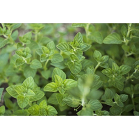 Non-GMO Nepitella herb seeds for pollinator gardens