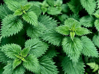 Non-GMO Stinging Nettle seeds for ecological landscapes