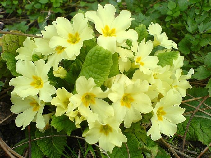 Non-GMO Oenothera Biennis Seeds for easy home gardening