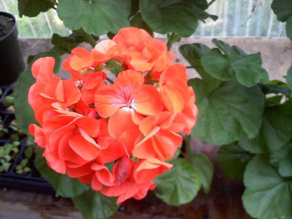 Non Gmo Orange Geranium Seeds