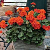 Non-GMO Orange Geranium Seeds for Home Gardening