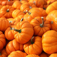 Non GMO orange giant pumpkin seeds for planting