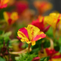 Non-GMO Mirabilis Orange Flower Seeds