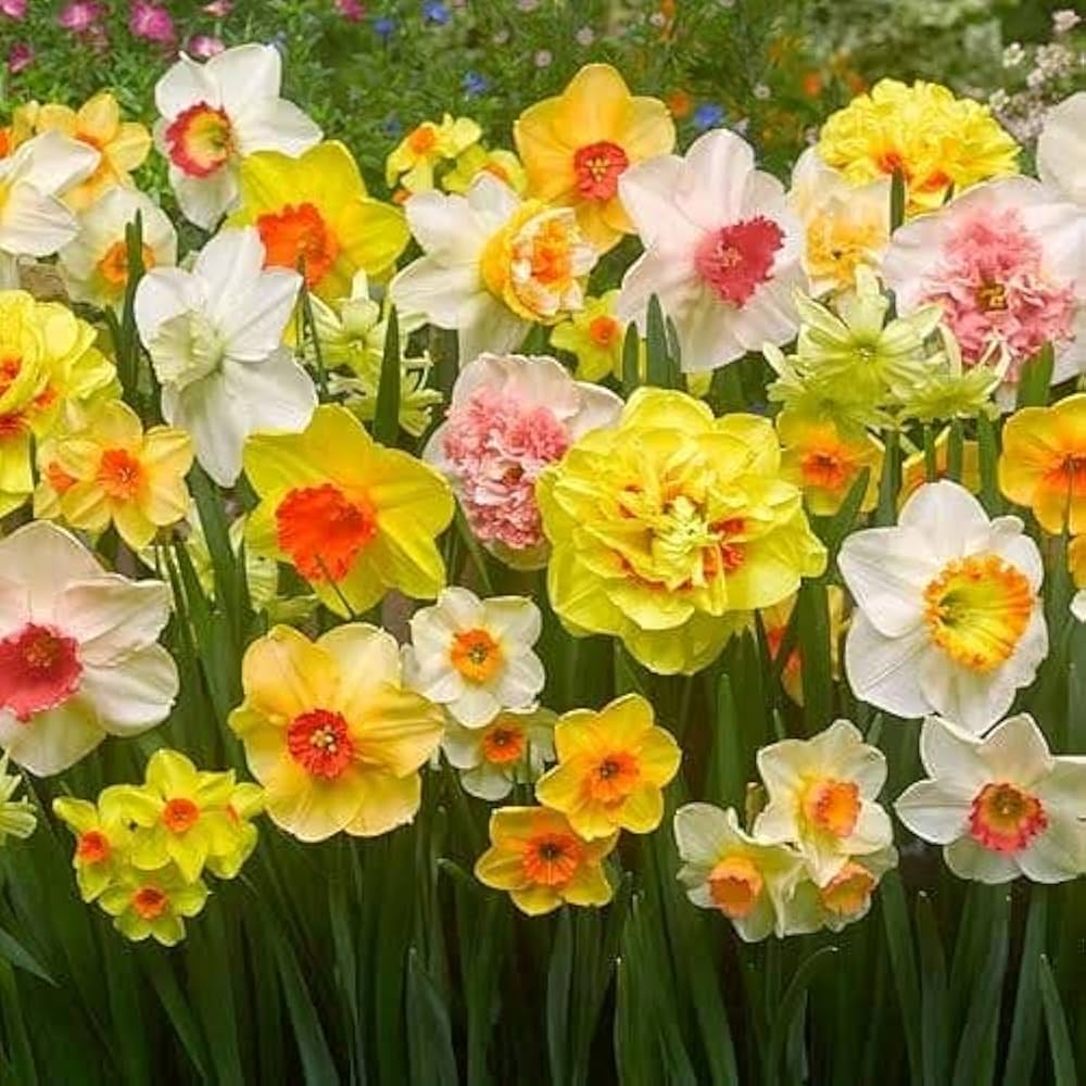 Non-GMO Orange and White Daffodil Seeds for Gardening