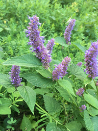 Non GMO Organic Licorice Mint seeds