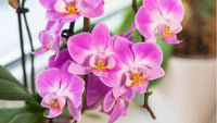 Non-GMO Phalaenopsis Orchid Seeds
