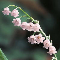 Non-GMO Pink Bell Orchid Seeds for Gardening