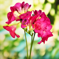 Non-GMO Pink Freesia Seeds for Easy Gardening