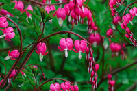 Non-GMO Pink Heart Flower Seeds for Home Gardening