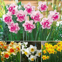 Premium Non-GMO Pink & White Daffodil Seeds