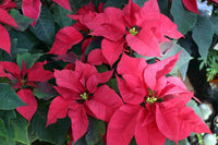 Poinsettia seeds for pots, borders, and containers

