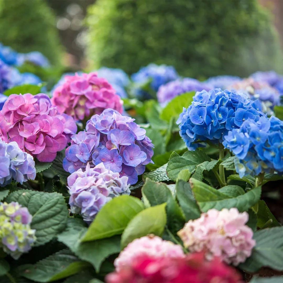 Non Gmo Purple Hydrangea Seeds