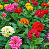 Non-GMO Purple & Yellow Zinnia Flower Seeds