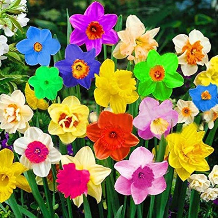 Rainbow Daffodils Flower seeds for Planting Pollinator Friendly Heirloom & GMO Free Seeds for Home Garden 
 
 Sale