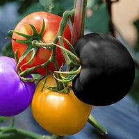 Non GMO rainbow tomato seeds